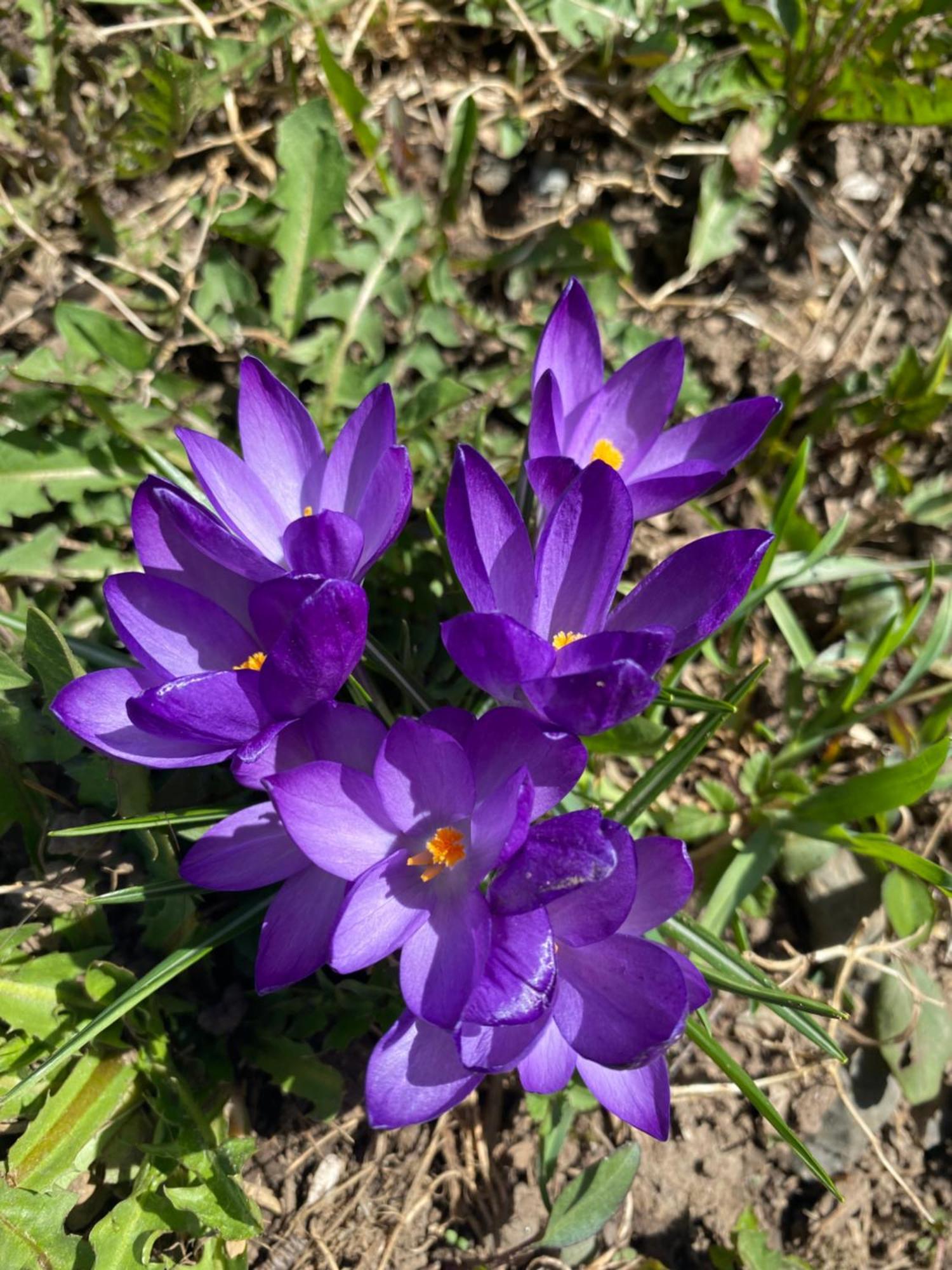 Garni Ladinia Pescul